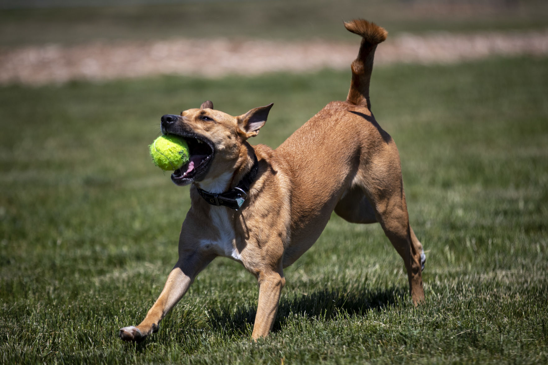 Centennial Dog Park